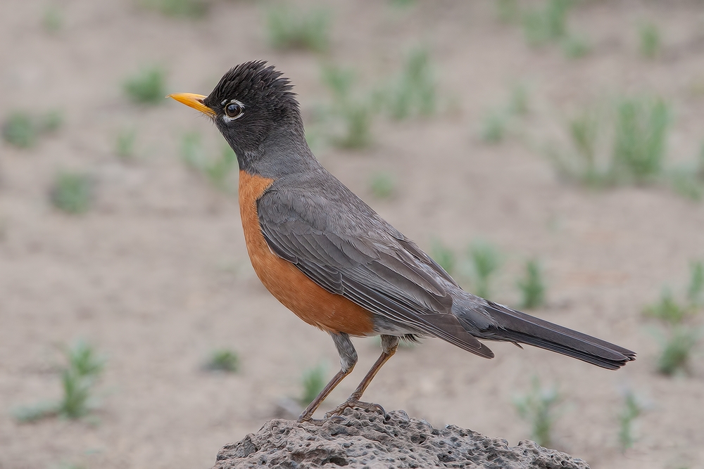 American Robin, Cabin Lake "Guzzlers," Deschutes National Forest, Near Fort Rock, Oregon