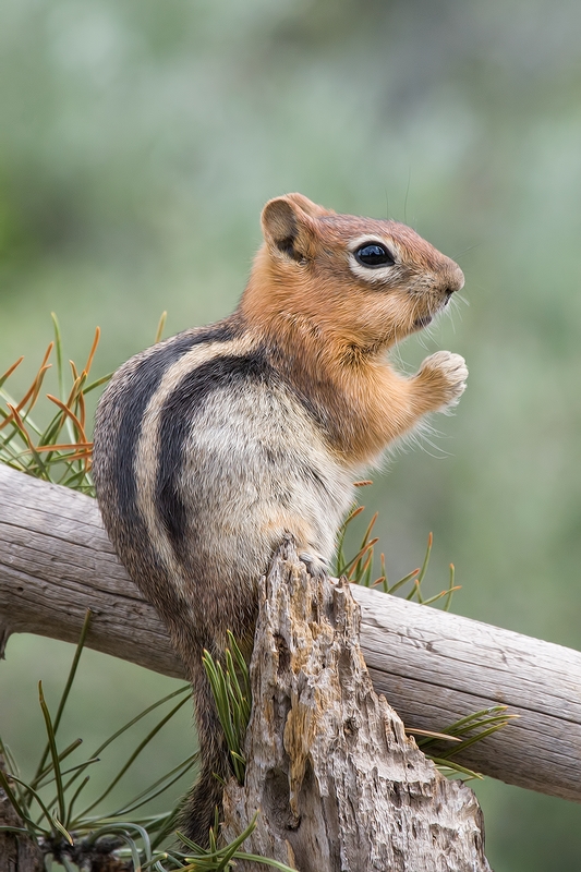 Golden-Mantled Ground Squirrel, Cabin Lake "Guzzlers," Deschutes National Forest, Near Fort Rock, Oregon