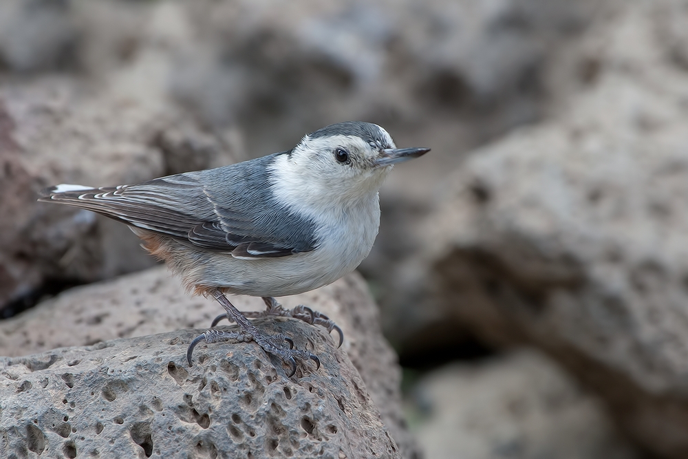 White-Breasted Nuthatch, Cabin Lake "Guzzlers," Deschutes National Forest, Near Fort Rock, Oregon