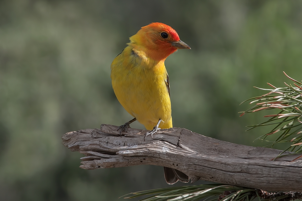 Western Tanager (Male), Cabin Lake "Guzzlers," Deschutes National Forest, Near Fort Rock, Oregon
