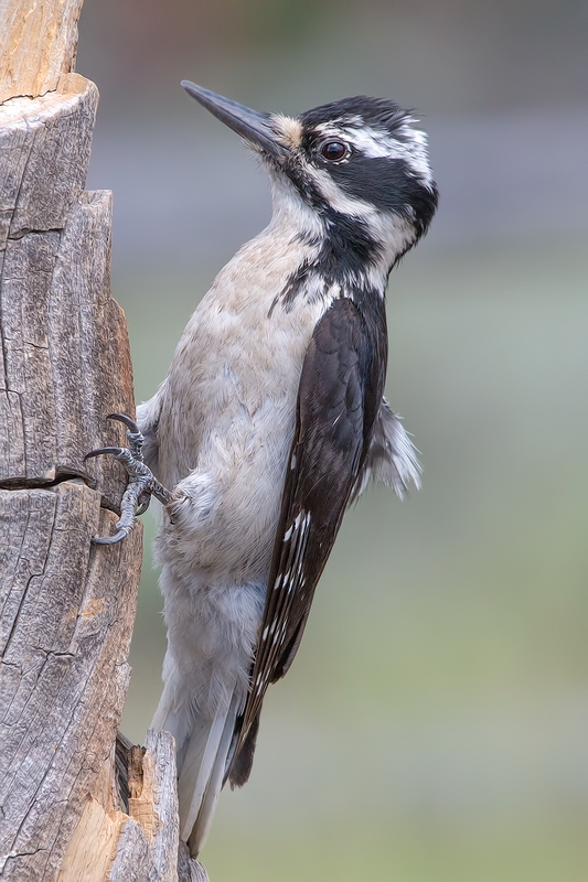 Hairy Woodpecker (Great Basin Female), Cabin Lake "Guzzlers," Deschutes National Forest, Near Fort Rock, Oregon