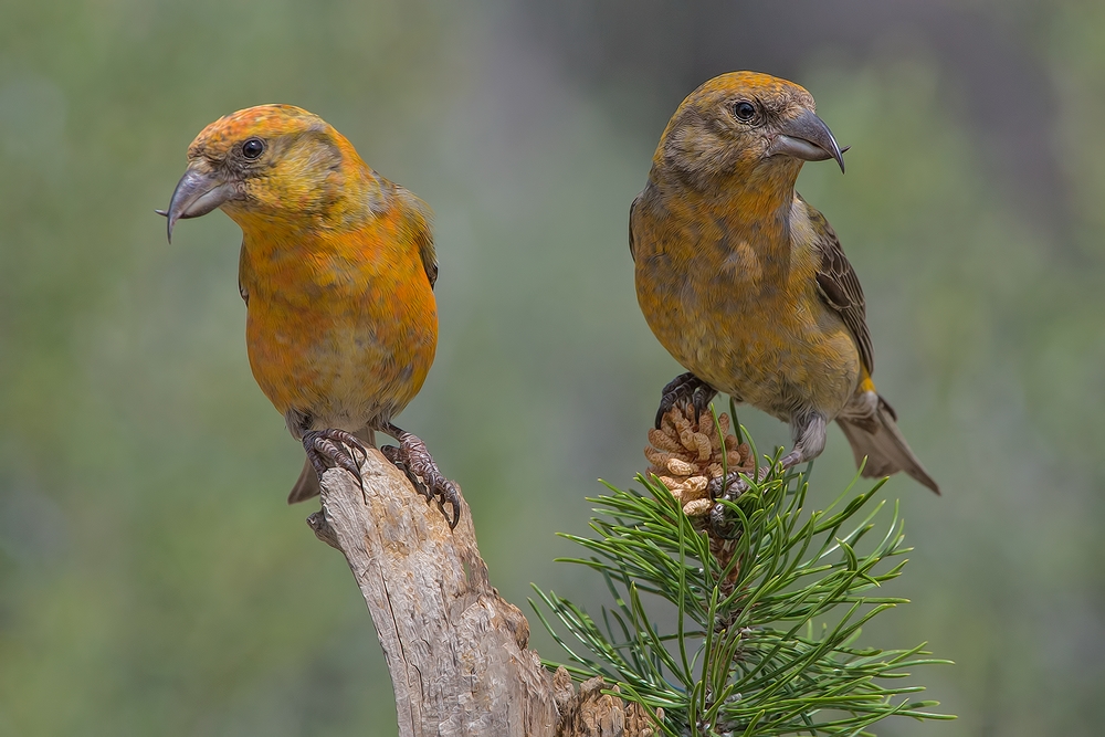 Red Crossbills (Male), Cabin Lake "Guzzlers," Deschutes National Forest, Near Fort Rock, Oregon