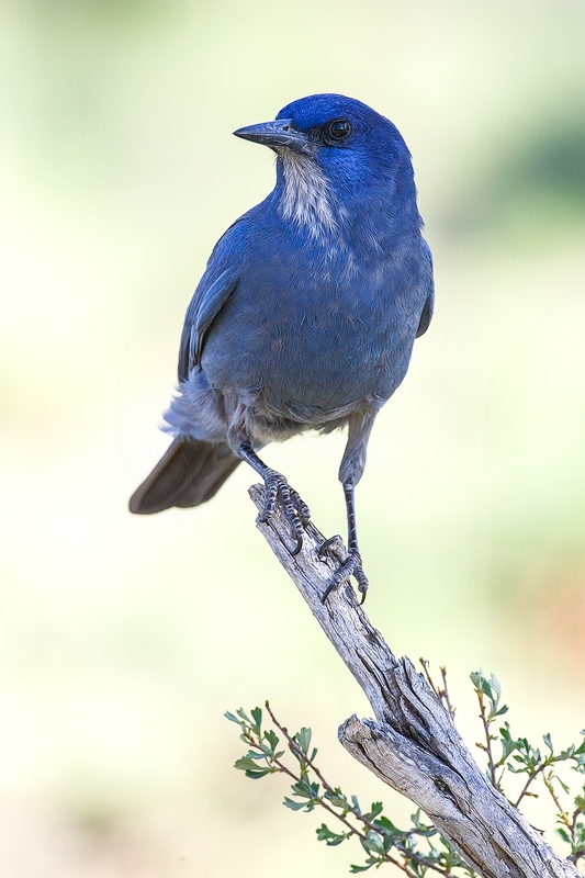 Pinyon Jay, Cabin Lake "Guzzlers," Deschutes National Forest, Near Fort Rock, Oregon