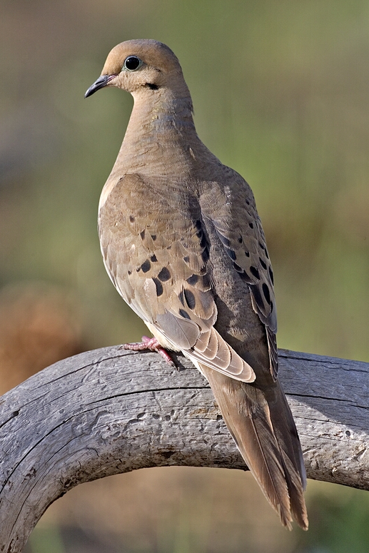 Mourning Dove, Cabin Lake Viewing Blinds, Deschutes National Forest, Near Fort Rock, Oregon