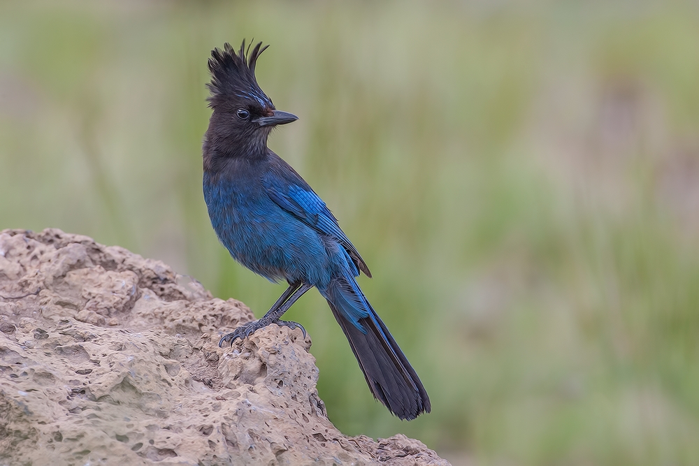 Stellar's Jay, Cabin Lake "Guzzlers," Deschutes National Forest, Near Fort Rock, Oregon