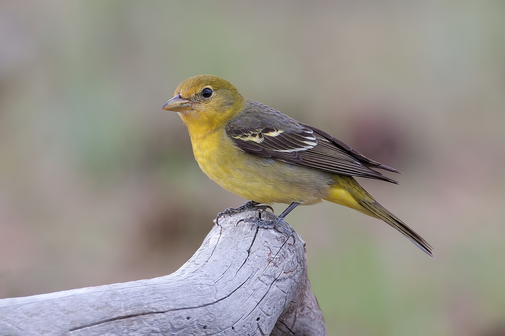 Western Tanager (Female), Cabin Lake "Guzzlers," Deschutes National Forest, Near Fort Rock, Oregon