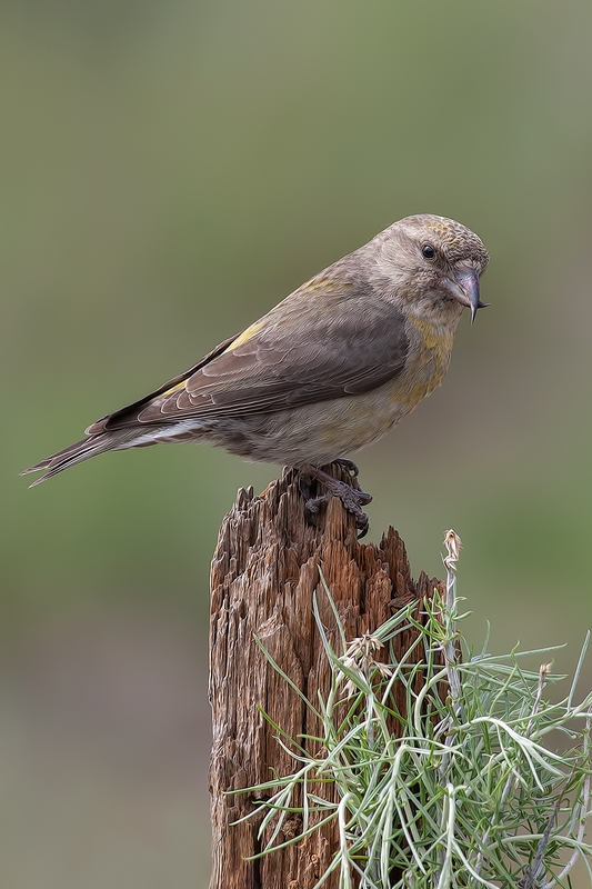 Red Crossbill (Female), Cabin Lake "Guzzlers," Deschutes National Forest, Near Fort Rock, Oregon