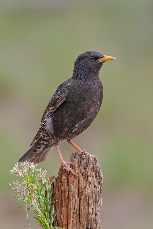 European Starling, Cabin Lake "Guzzlers," Deschutes National Forest, Near Fort Rock, Oregon