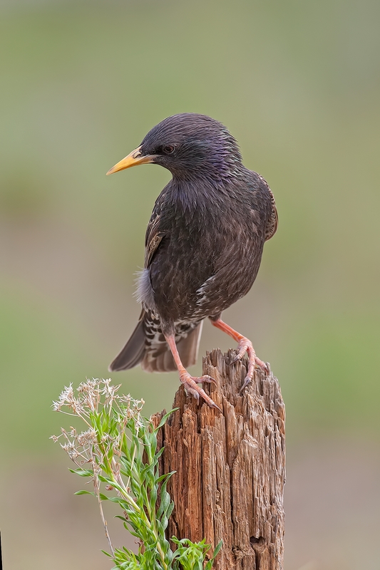 European Starling, Cabin Lake "Guzzlers," Deschutes National Forest, Near Fort Rock, Oregon