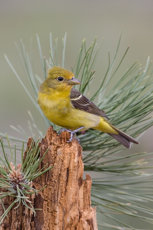 Western Tanager (Female), Cabin Lake "Guzzlers," Deschutes National Forest, Near Fort Rock, Oregon