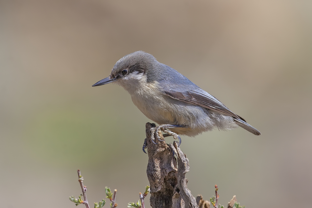 Pygmy Nuthatch, Cabin Lake "Guzzlers," Deschutes National Forest near Fort Rock, Oregon