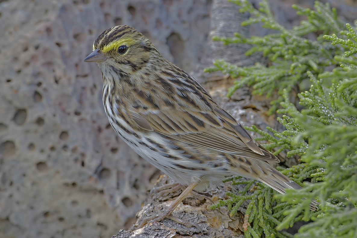 Savannah Sparrow, Cabin Lake "Guzzlers," Deschutes National Forest near Fort Rock, Oregon