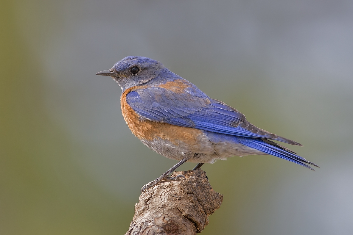 Western Bluebird, Cabin Lake "Guzzlers," Deschutes National Forest near Fort Rock, Oregon