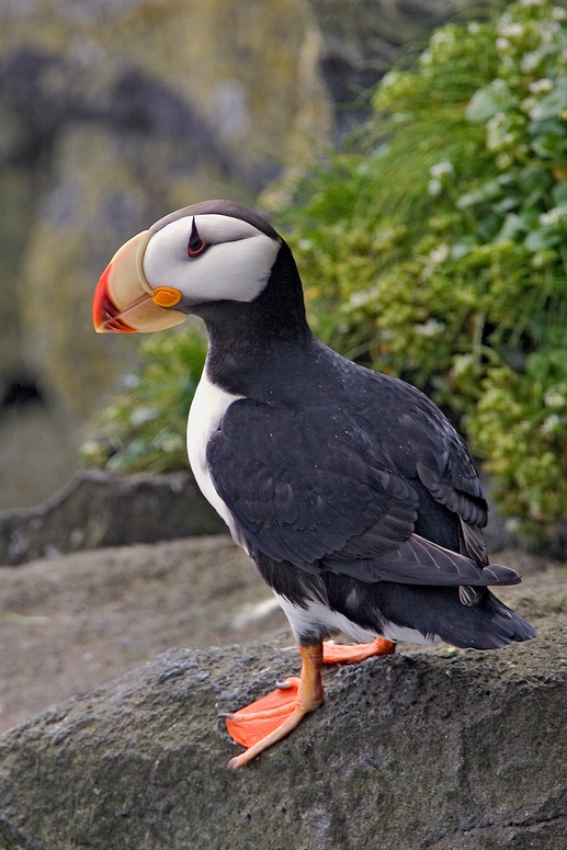 Horned Puffin, Zapadni Cliffs, St. Paul Island, Alaska