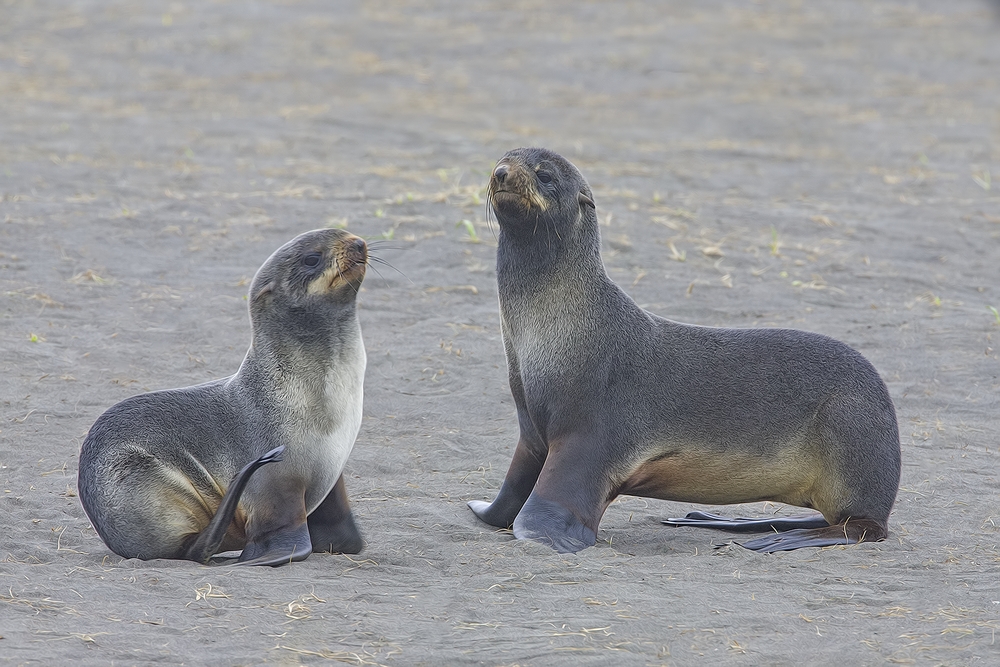 Northern Fur Seals (Juvenile), Big Zapadni Rookery, St. Paul Island, Alaska