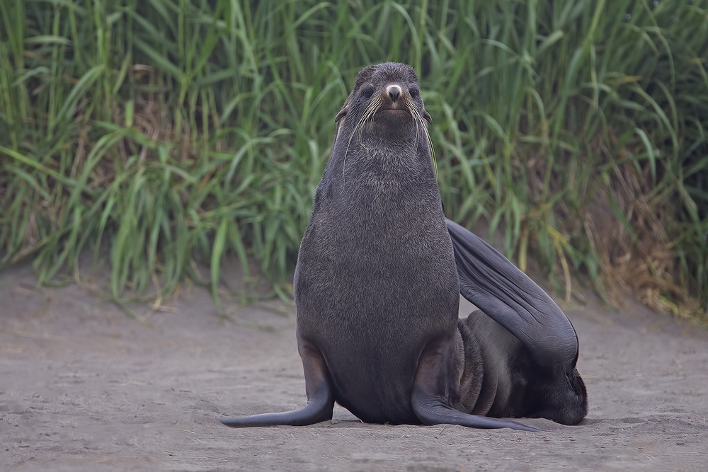Northern Fur Seal (Adult Male), Big Zapadni Rookery, St. Paul Island, Alaska