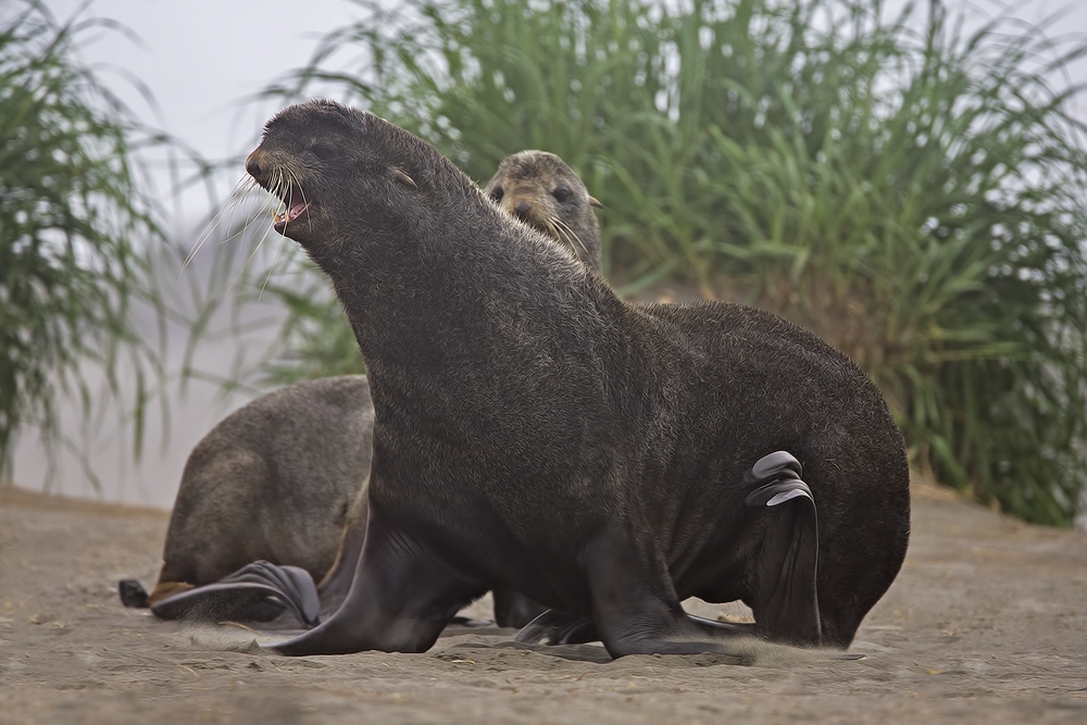 Northern Fur Seal (Adult Male), Big Zapadni Rookery, St. Paul Island, Alaska