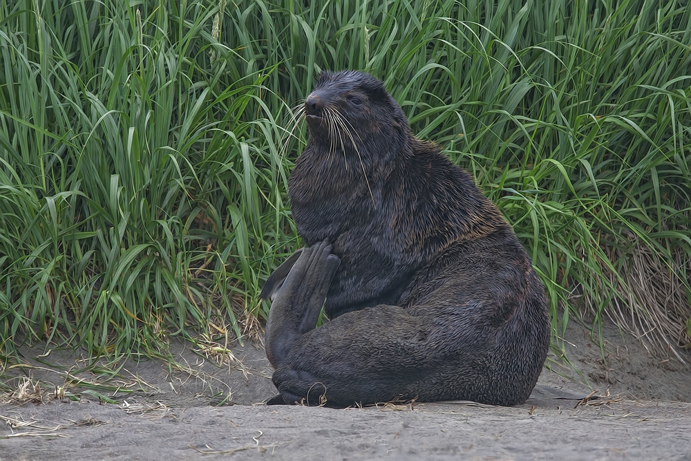 Northern Fur Seal (Adult Male), Big Zapadni Rookery, St. Paul Island, Alaska