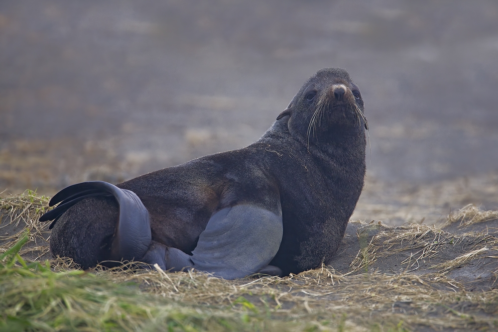 Northern Fur Seal (In The Fog), Big Zapadni Rookery, St. Paul Island, Alaska