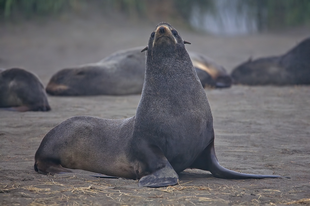 Northern Fur Seal (In The Fog), Big Zapadni Rookery, St. Paul Island, Alaska