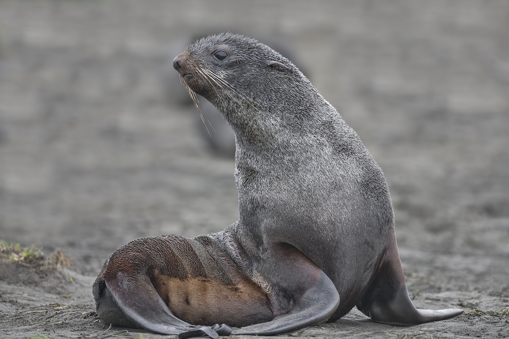 Northern Fur Seal, Big Zapadni Rookery, St. Paul Island, Alaska