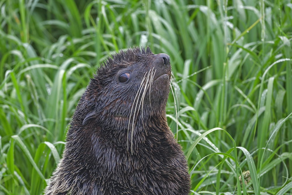Northern Fur Seal, Big Zapadni Rookery, St. Paul Island, Alaska