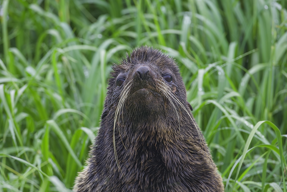 Northern Fur Seal, Big Zapadni Rookery, St. Paul Island, Alaska