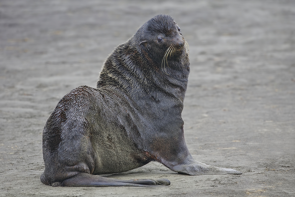 Northern Fur Seal, Big Zapadni Rookery, St. Paul Island, Alaska