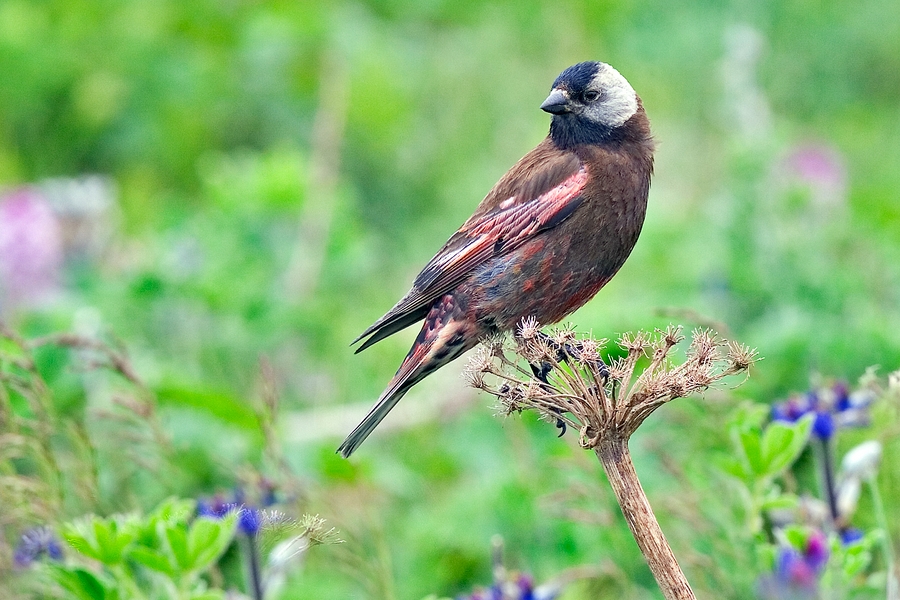 Gray-Crowned Rosy-Finch, Near King Eider Hotel, St. Paul Island, Alaska