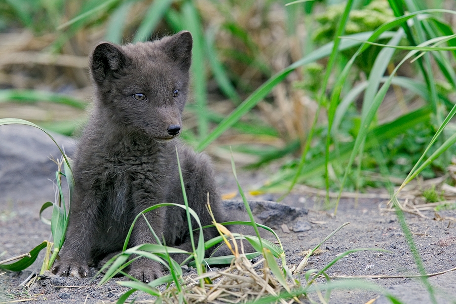 Arctic Blue Fox (Kit), Inner Harbour, St. Paul Island, Alaska