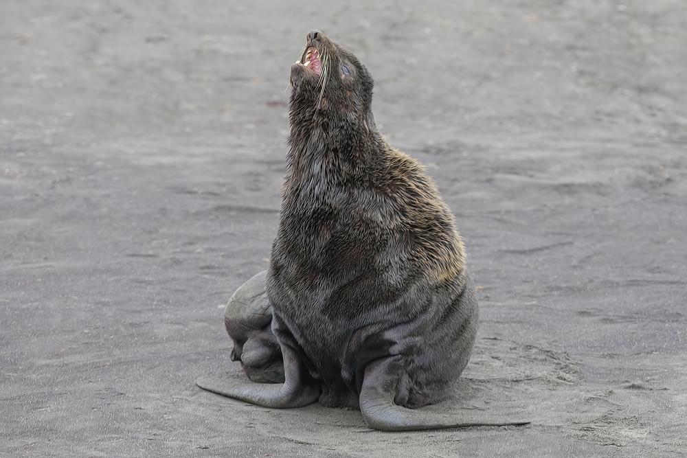 Northern Fur Seal, Big Zapadni Rookery, St. Paul Island, Alaska