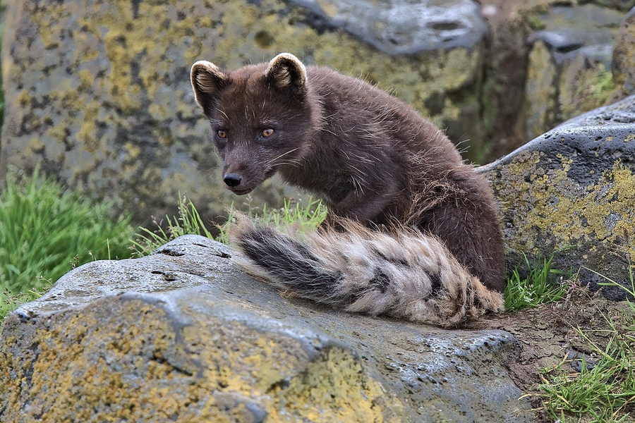 Arctic Blue Fox, Reef Rookery, St. Paul Island, Alaska