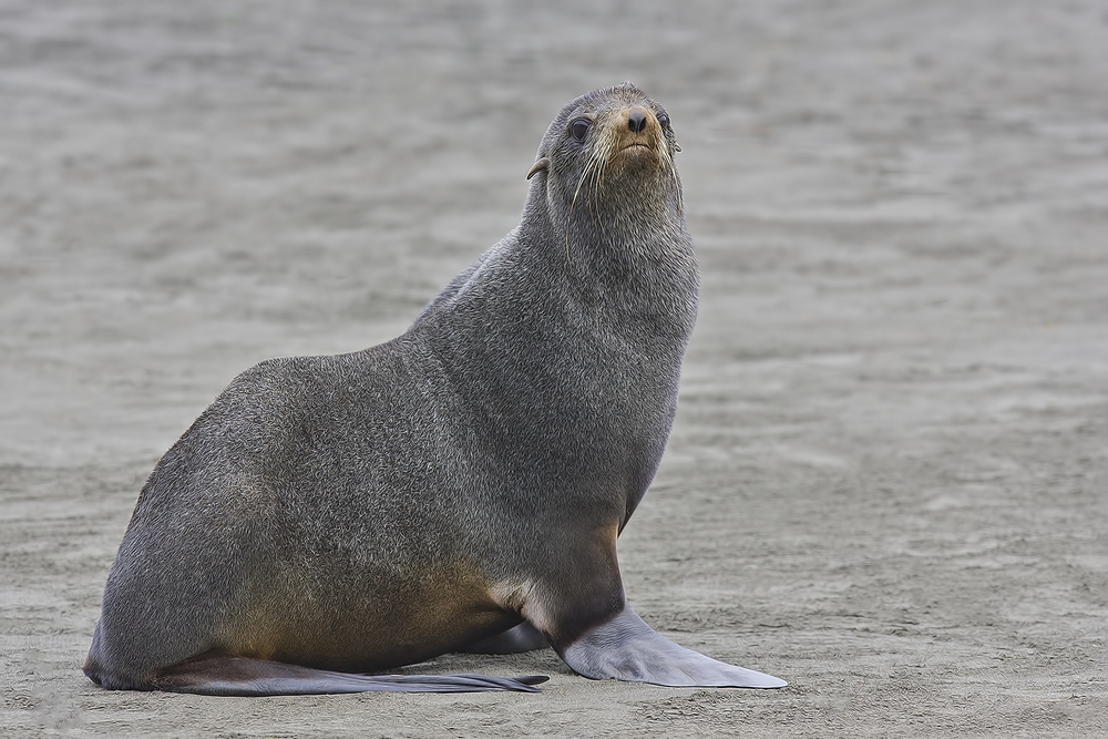Northern Fur Seal, Little Zapadni Rookery, St. Paul Island, Alaska