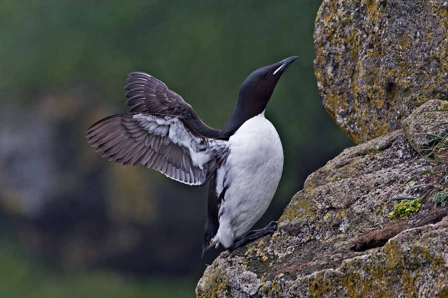 Thick-Billed Murre, Ridge Wall, St. Paul Island, Alaska