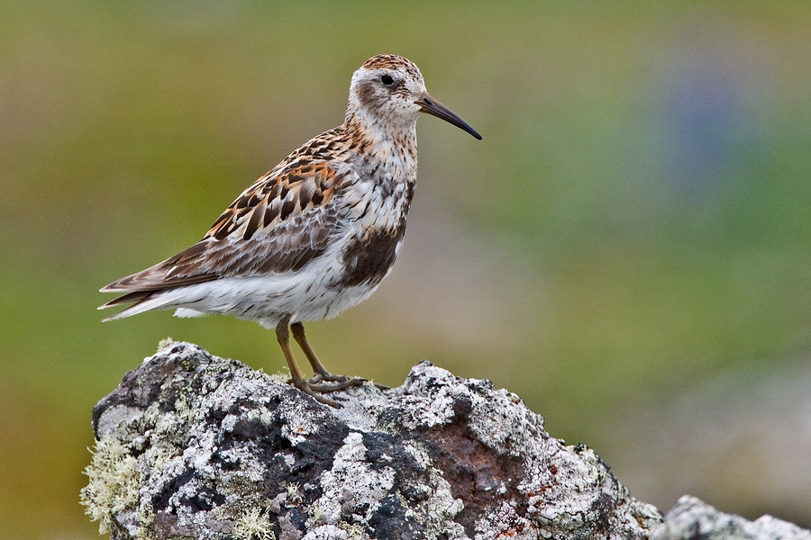 Rock Sandpiper, Southwest Point, St. Paul Island, Alaska