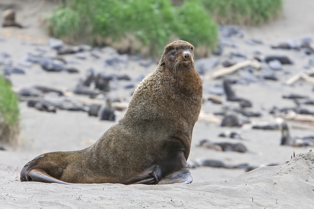 Northern Fur Seal, Reef Rookery, St. Paul Island, Alaska