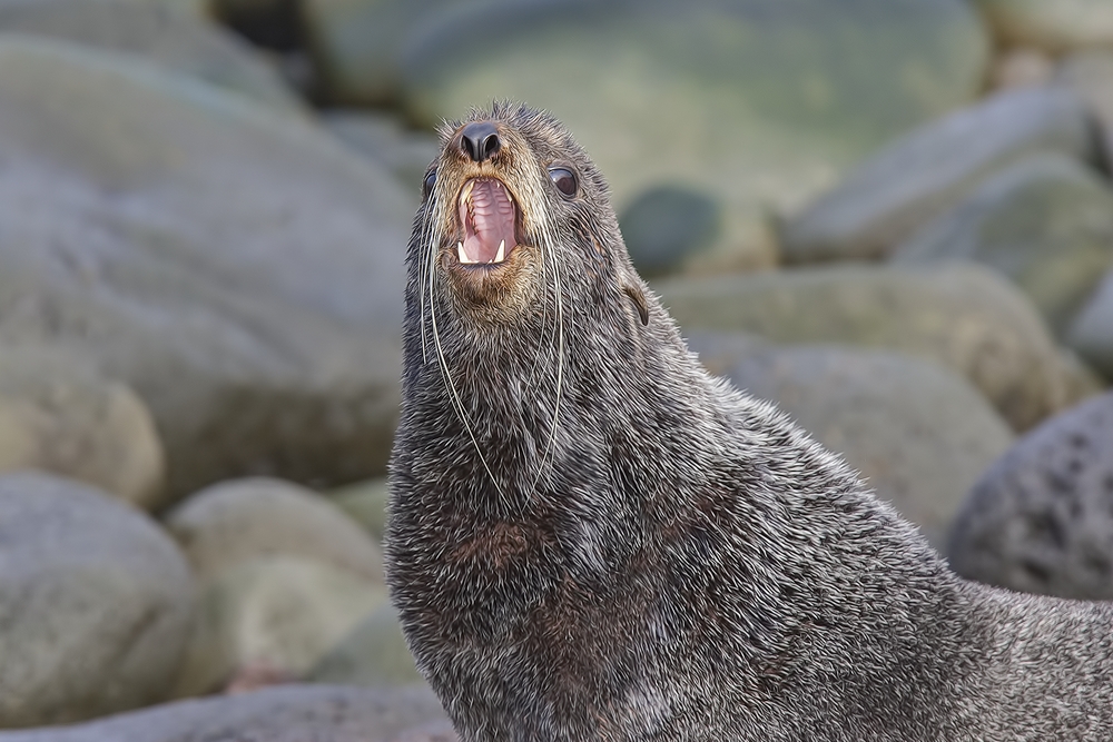 Northern Fur Seal, Zapadni Breakwater, St. Paul Island, Alaska