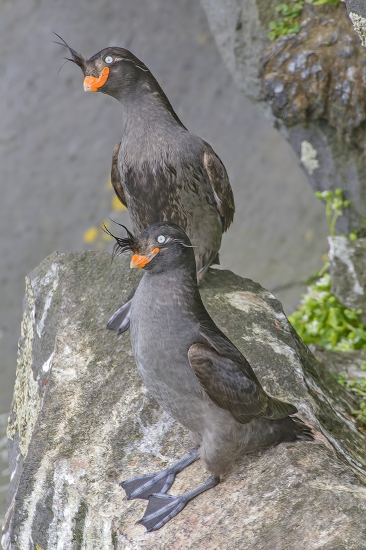 Crested Auklet, Zapadni Point Cliffs, St. Paul Island, Alaska