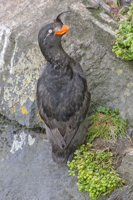 Crested Auklet, Zapadni Point Cliffs, St. Paul Island, Alaska