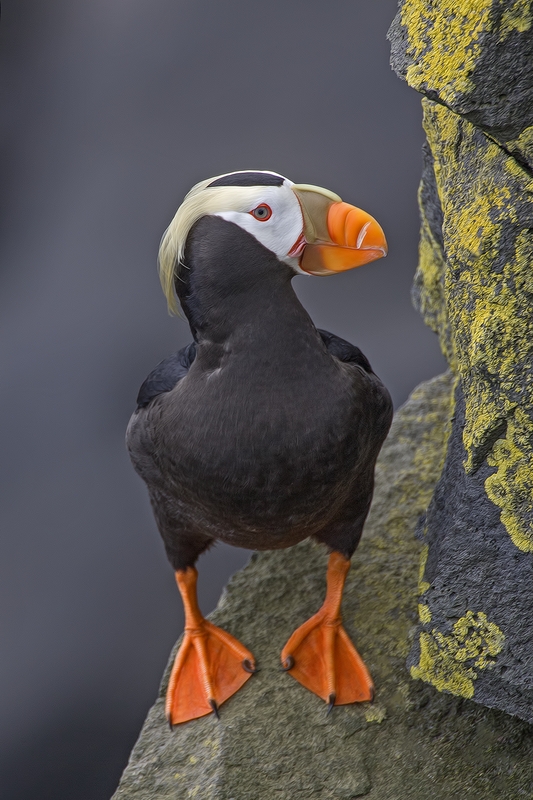 Tufted Puffin, Reef Rookery Cliffs, St. Paul Island, Alaska