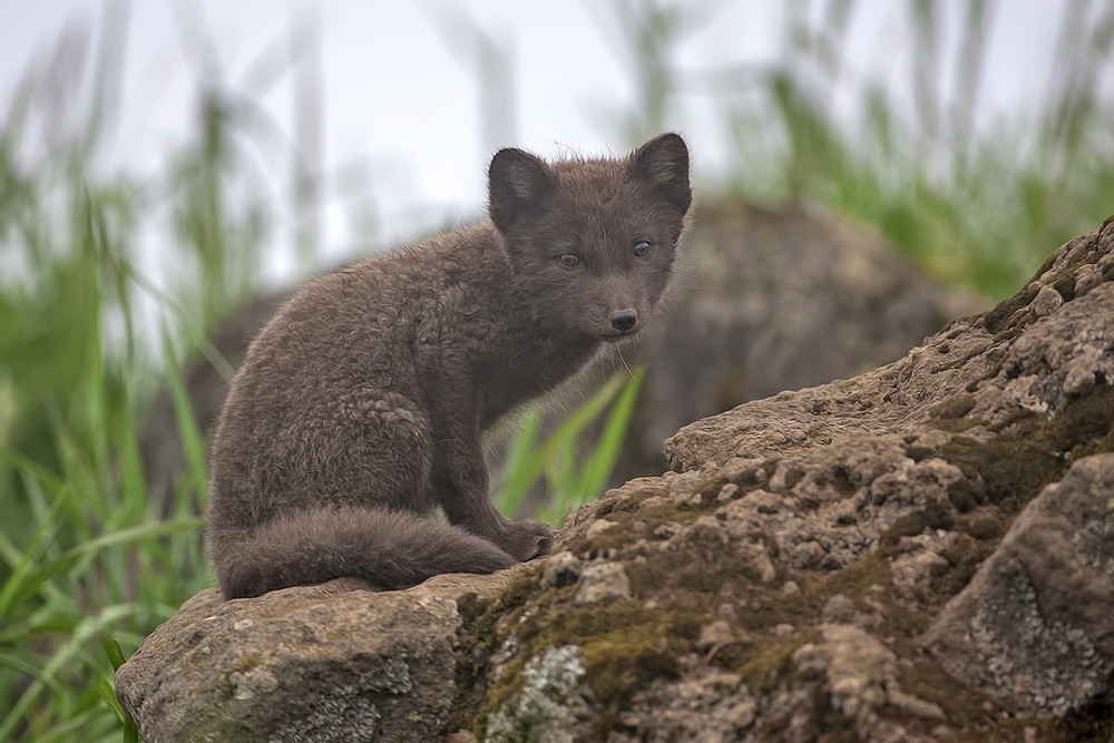 Arctic "Blue" Fox, Inner Harbor, St. Paul island, Alaska