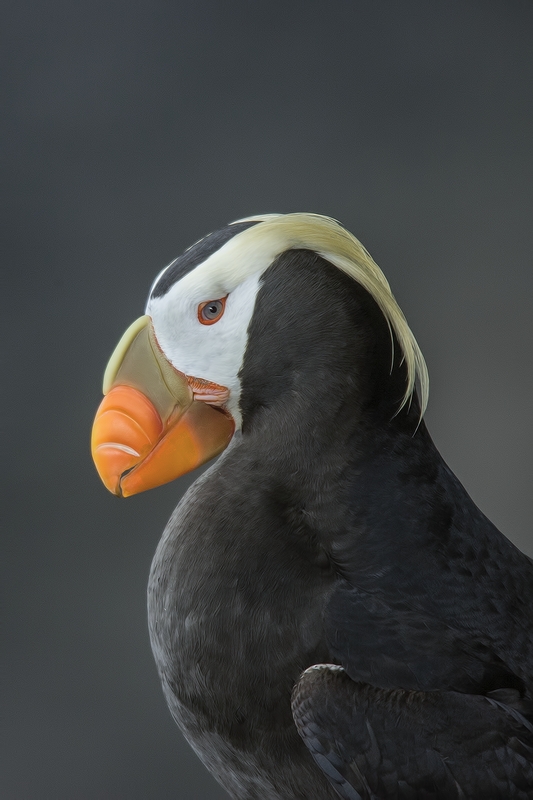 Tufted Puffin, Zapadni Cliffs, St. Paul Island, Alaska