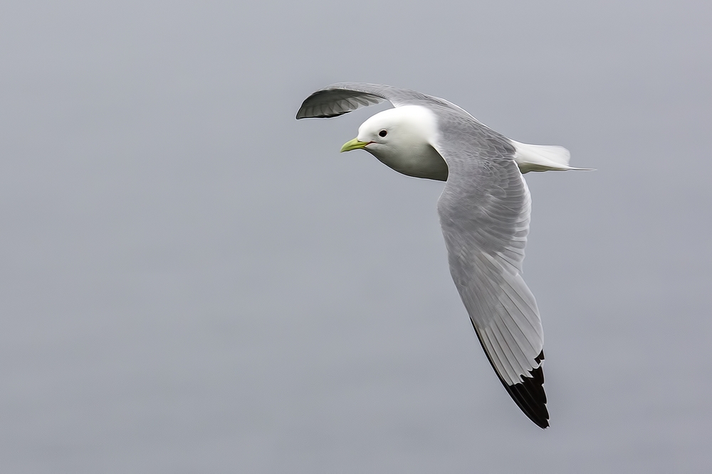 Black-Legged Kittiwake, Reef Rookery Cliffs, St. Paul Island, Alaska