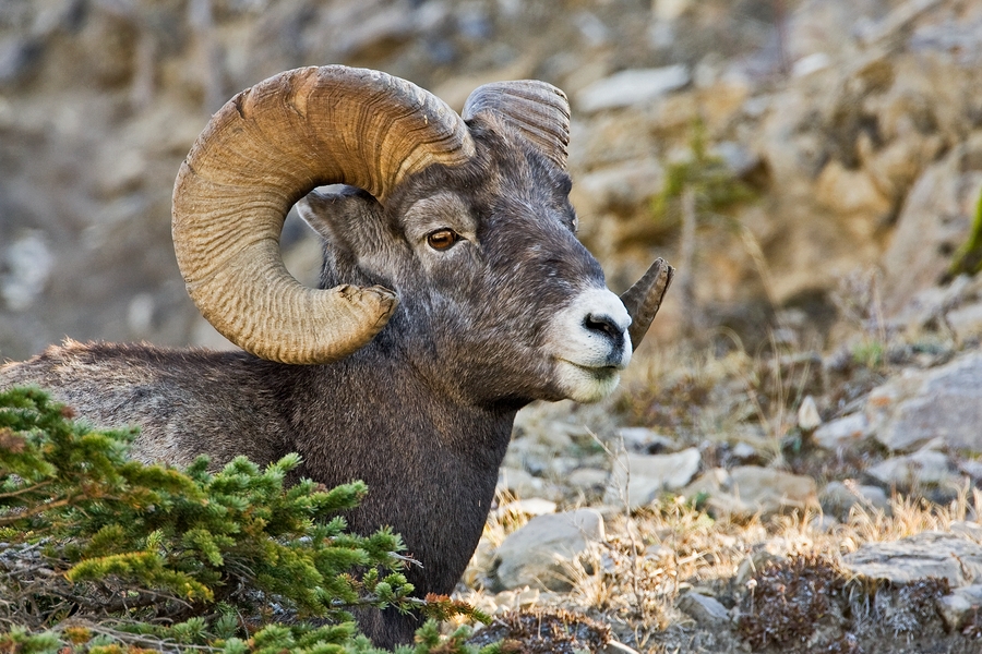 Bighorn Sheep (Male), Yellowhead Highway, North Of Jasper, Alberta