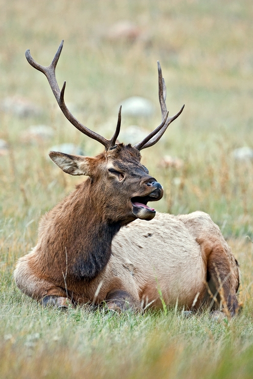 Elk (Male), Junction Yellowhead And 93A Highways, Jasper, Alberta