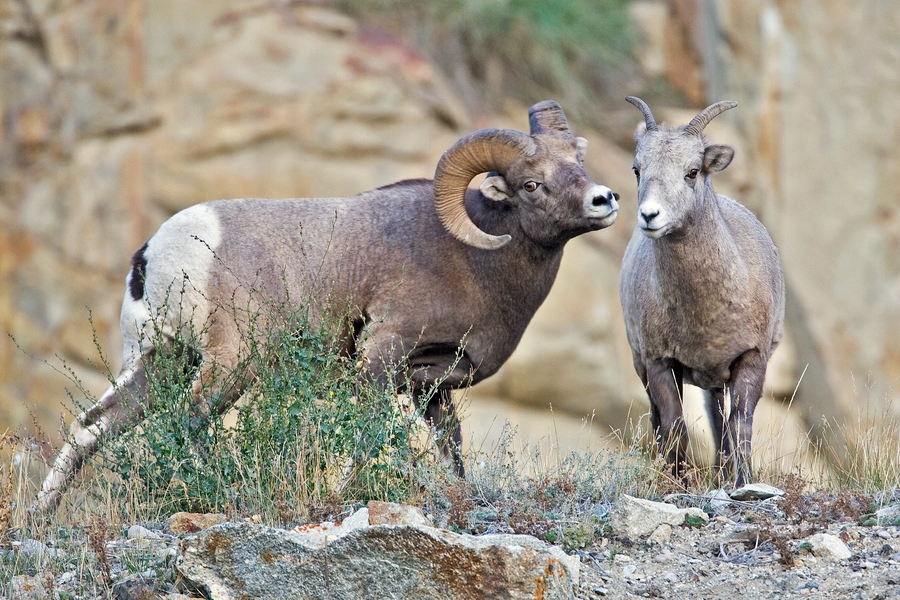 Bighorn Sheep (Male And Female), Yellowhead Highway (Maligne Lake Turnoff), Jasper, Alberta