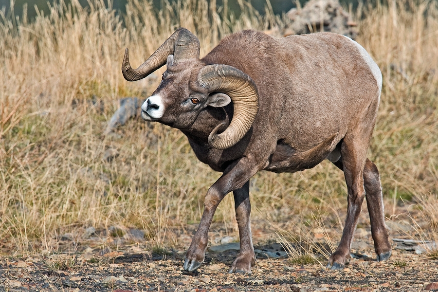 Bighorn Sheep (Male), Near Jasper, Alberta