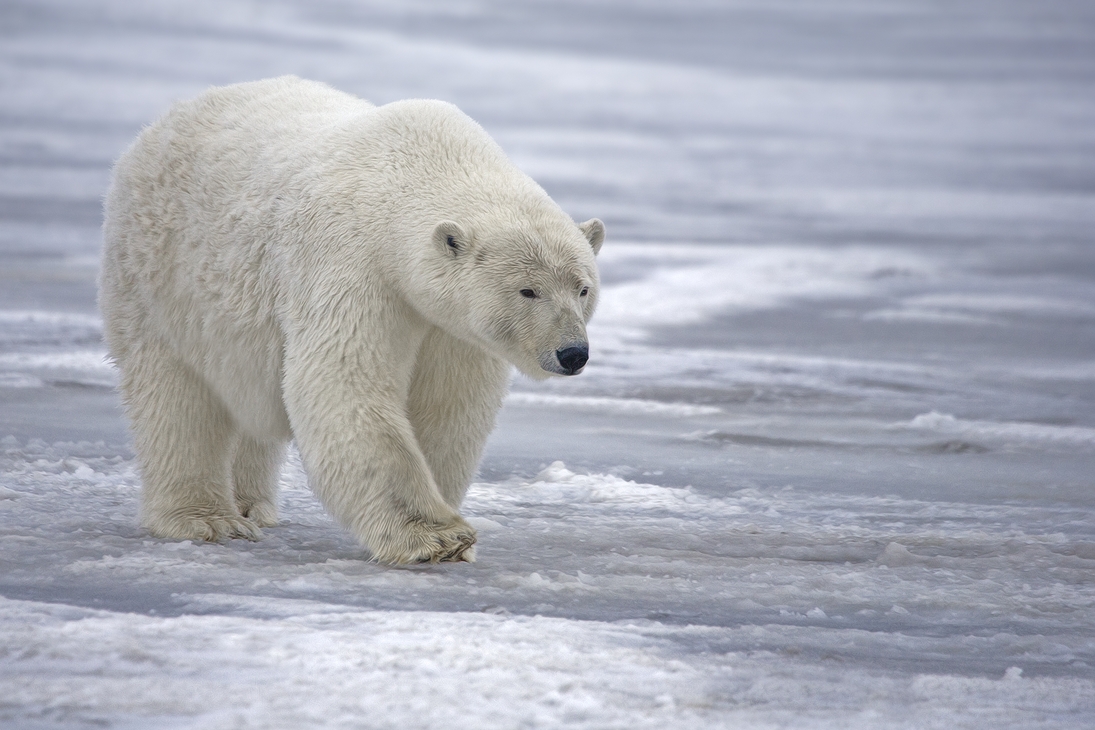 Polar Bear (Sow), Kaktovik, Barter Island, Alaska