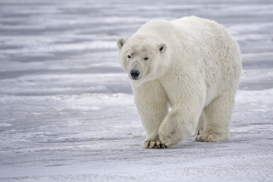 Polar Bear (Sow), Kaktovik, Barter Island, Alaska