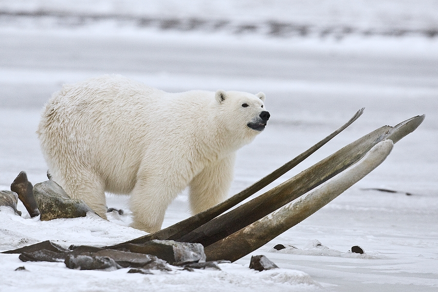 Polar Bear (Young Boar), Near Kaktovik, Barter Island, Alaska